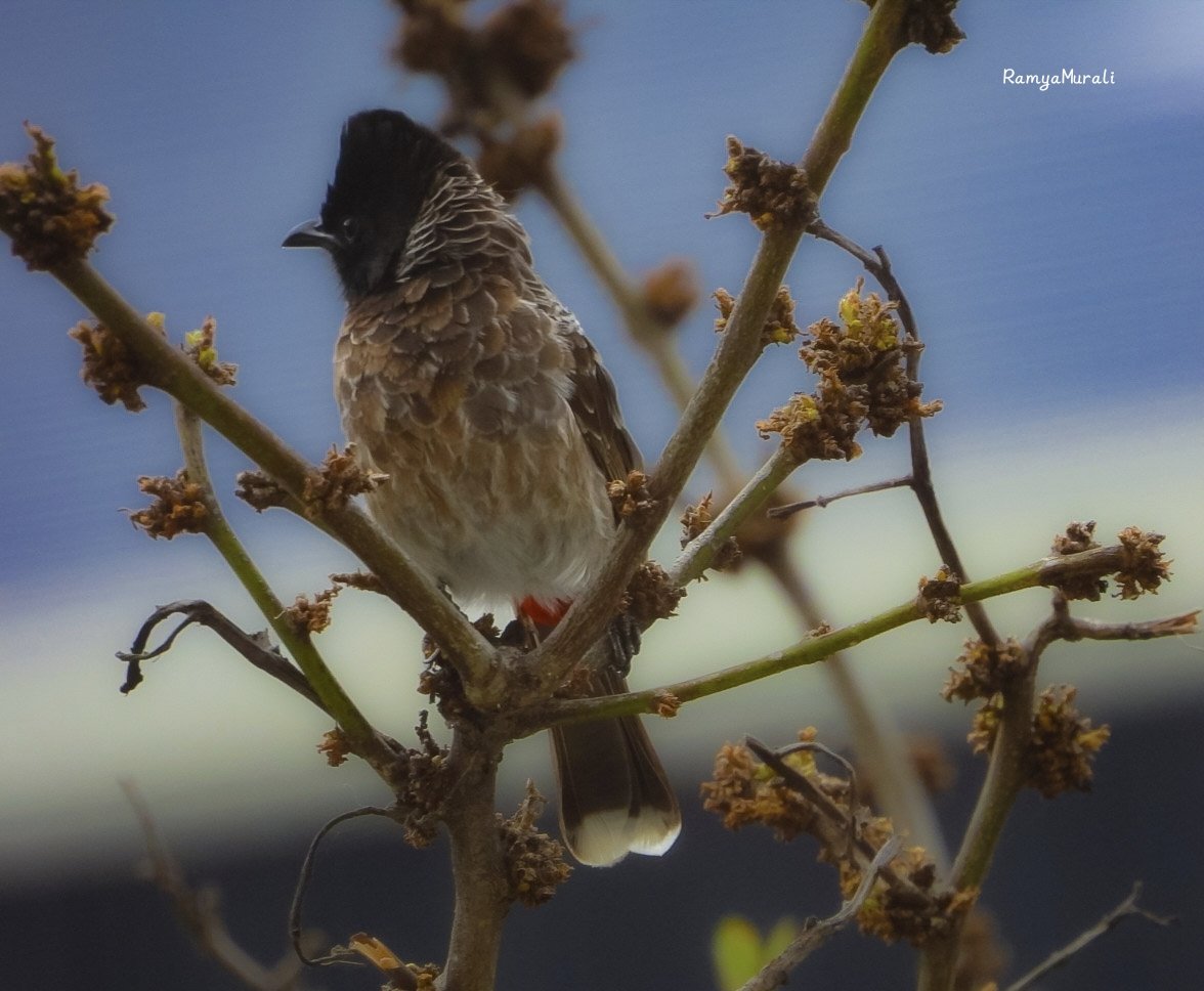 drramyamurali's tweet photo. Let's see your 'bird' photographs. https://t.co/mocdrQODX5