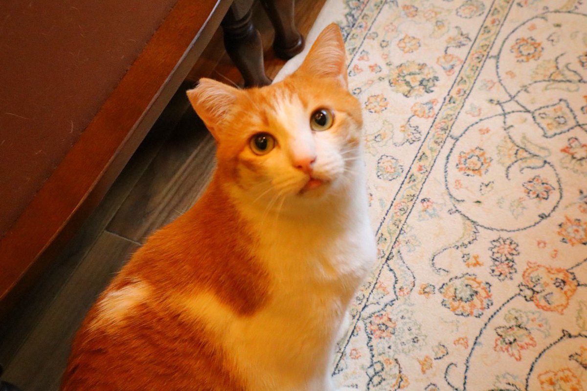 SweethomeU's tweet photo. 🏠お部屋移動のお知らせ🐱

新しい仲間たちの仲間入りに伴い
一部猫ちゃんのお部屋移動を行いました✨

🐾オーレ,オール→ しっぽのお部屋
🐾ユエ → おひげのお部屋

ご来店予定の皆さまは、お目当ての猫ちゃんのお部屋をご確認ください😊

新メンバーになったお部屋にも、ぜひ遊びに来てくださいね✨ https://t.co/aHu7DiAkzR