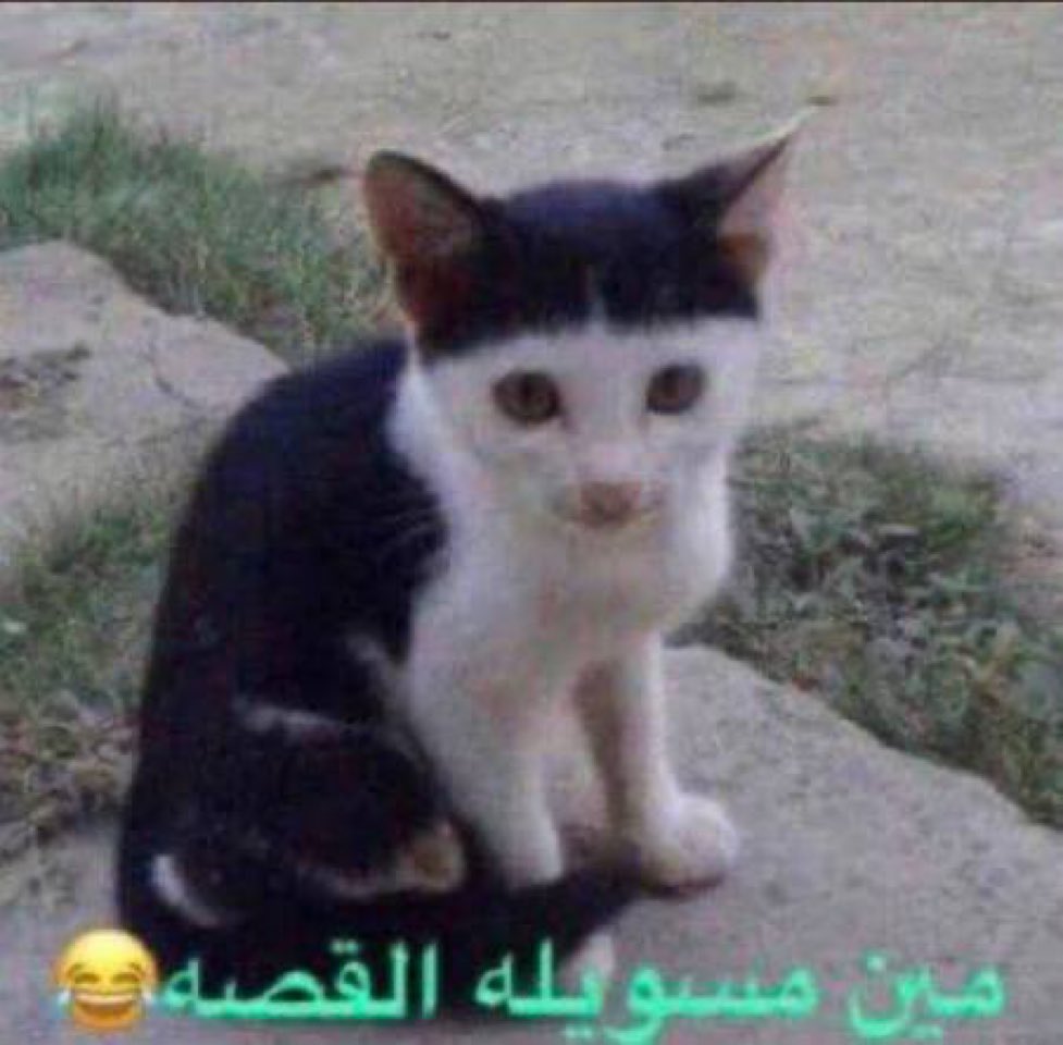 ياسر tweet media