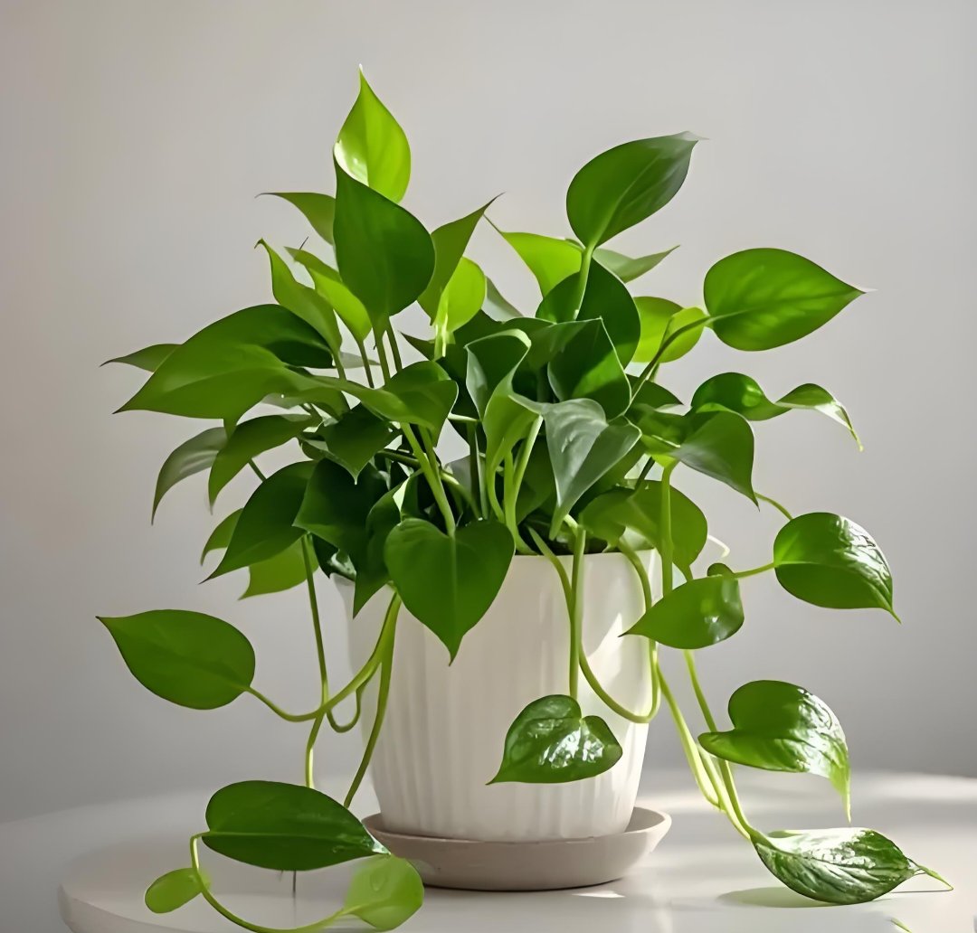 PaceWhisper's tweet photo. Pro tip for keeping your pothos happy: Let its soil dry out completely between waterings! Avoid overwatering—this plant thrives on neglect a little more than constant moisture. https://t.co/3NCtgslZzT