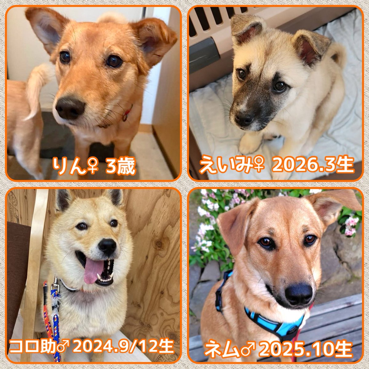 mkikin1's tweet photo. 📣6/14（日)は保護犬譲渡会📣

参加メンバーご紹介🐶

フィービー＆ココア譲渡会に会いに来てね☆
by参加メンバーず💗

🍀日程はポスターをご覧ください

🍀詳しくはコチラ↓↓
https://t.co/5fHBv552QK

#譲渡会 
#子犬 #雑種 #北海道犬  #幼犬
#中型犬 #保護犬 #里親募集 
#北海道 #札幌 https://t.co/qC41xc6eXj
