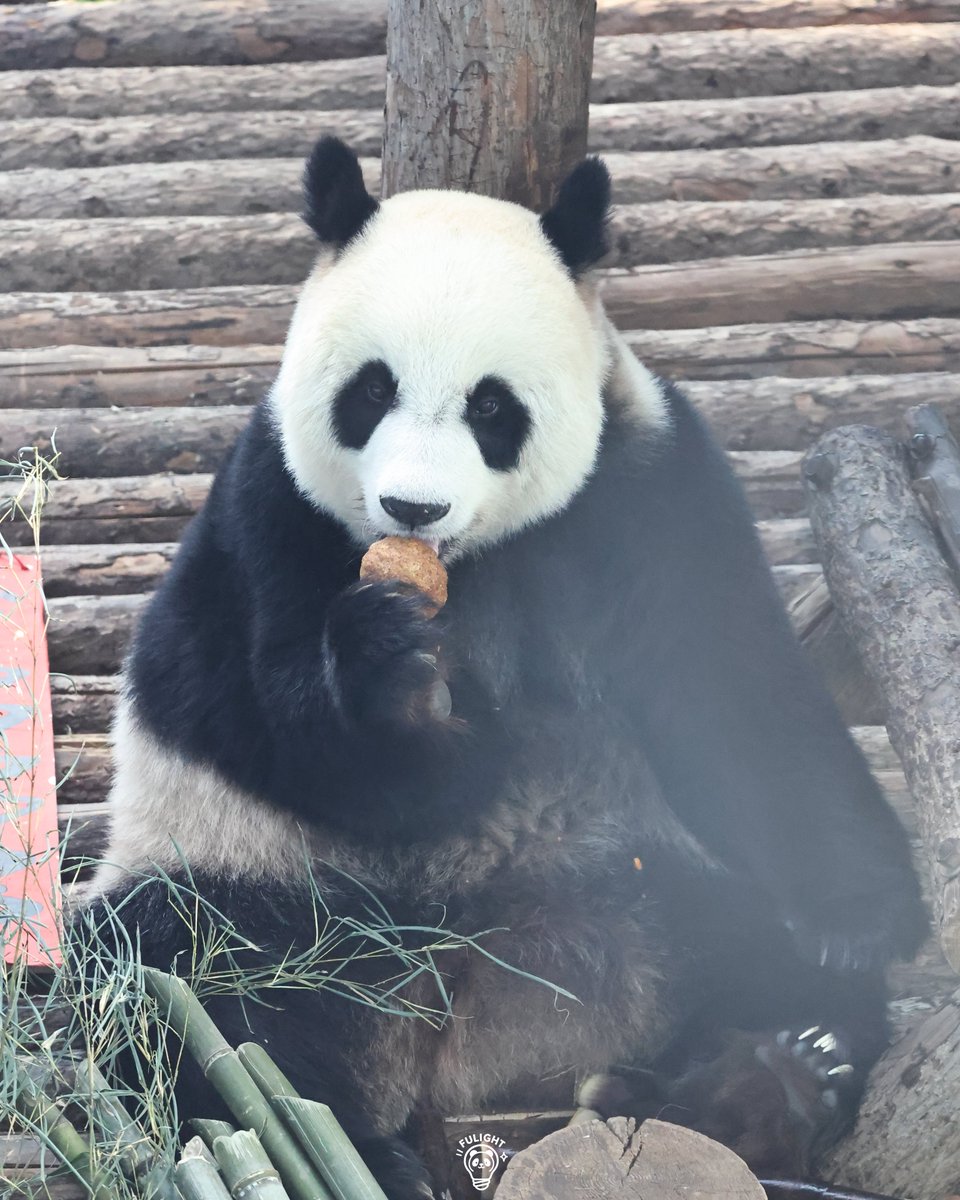 FULIGHTBAO's tweet photo. 곧 16살인게 믿기지않는 먀오인🐼
아기아기하네😍

2026.06.12

#먀오인 #대련즈 #대련동물원 https://t.co/hdyssreNKK