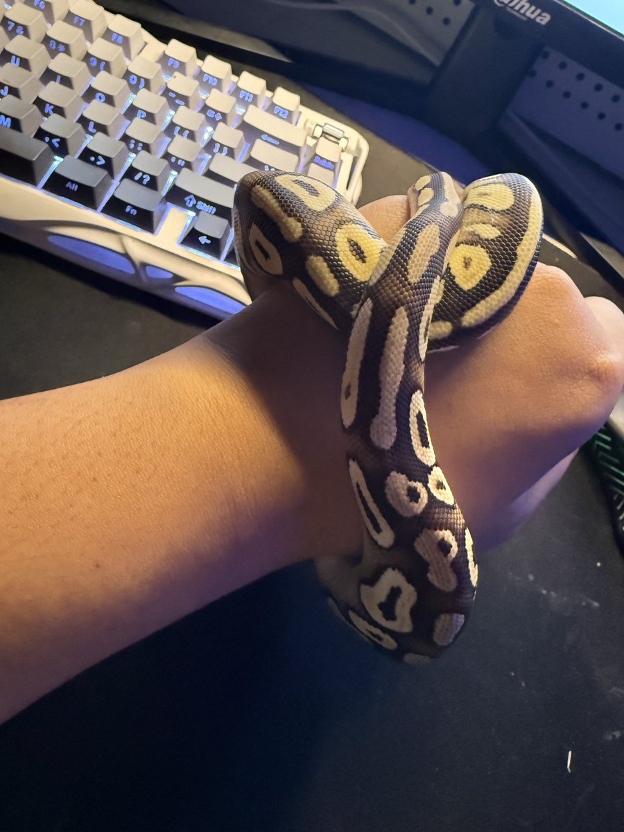 Harpp4r_'s tweet photo. 🍫🐍⚠️ https://t.co/qN8RRVBQFc