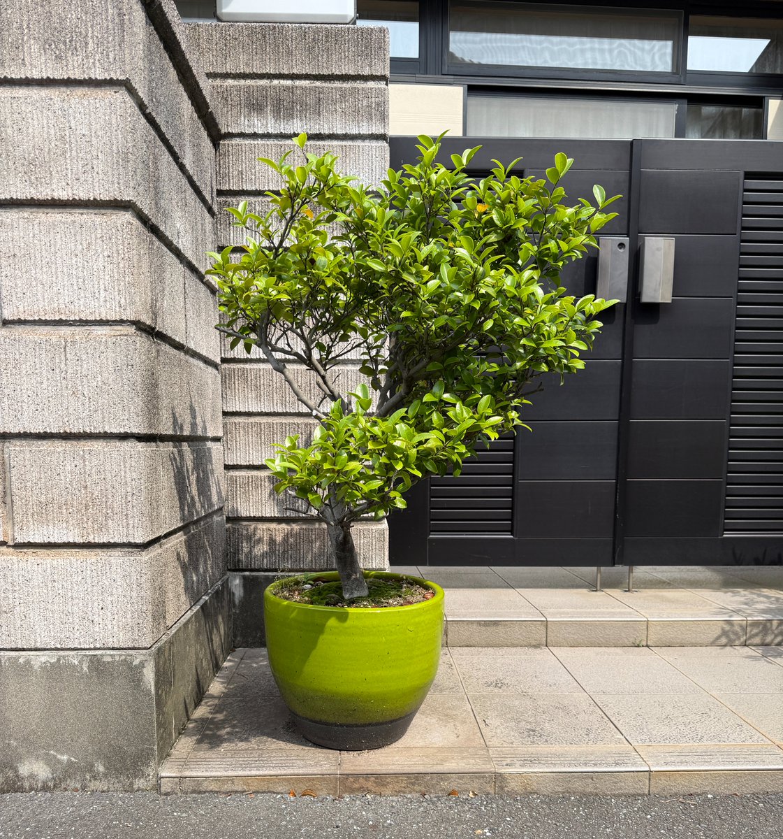Post by 38-30 on X: いい色の植木鉢