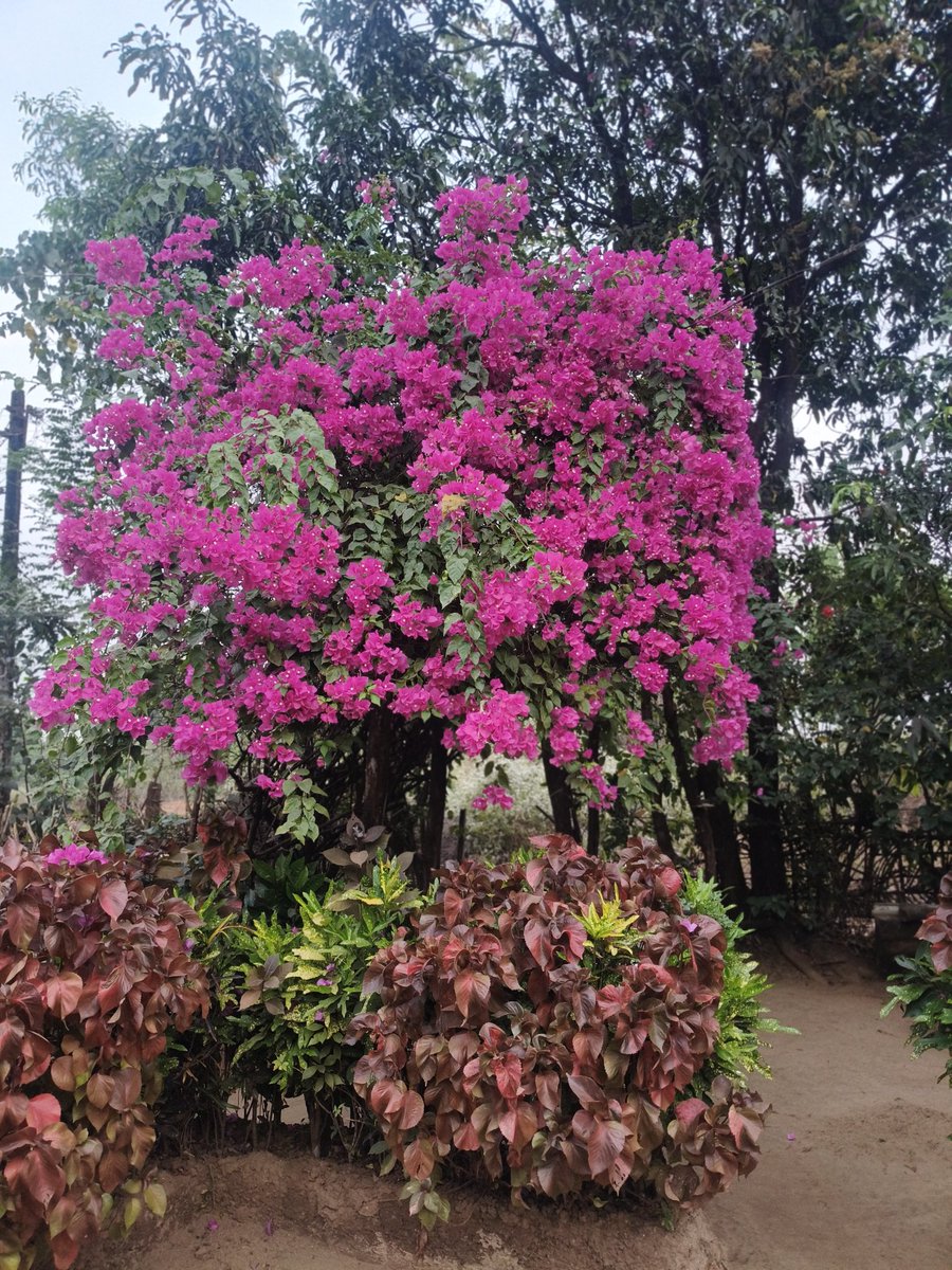 DecolonizeIndia's tweet photo. Morning y'all 🌸 https://t.co/GvHBBjw3rV