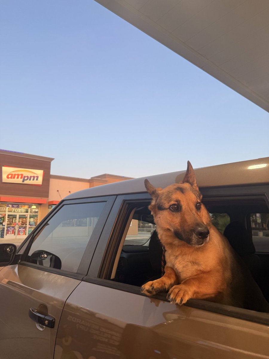 MackWinn1's tweet photo. @awkwardgoogle I have one! Best dog ever! https://t.co/mfVGMO5ULQ
