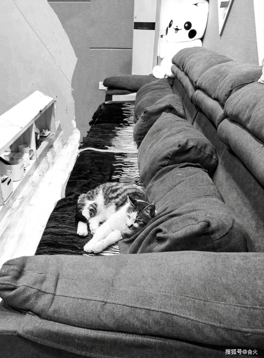 tpdenver's tweet photo. Woke up to fresh coffee and my cat curled up on the sofa—this quiet weekend vibe hits so different , https://t.co/J8a6Q8hGk9