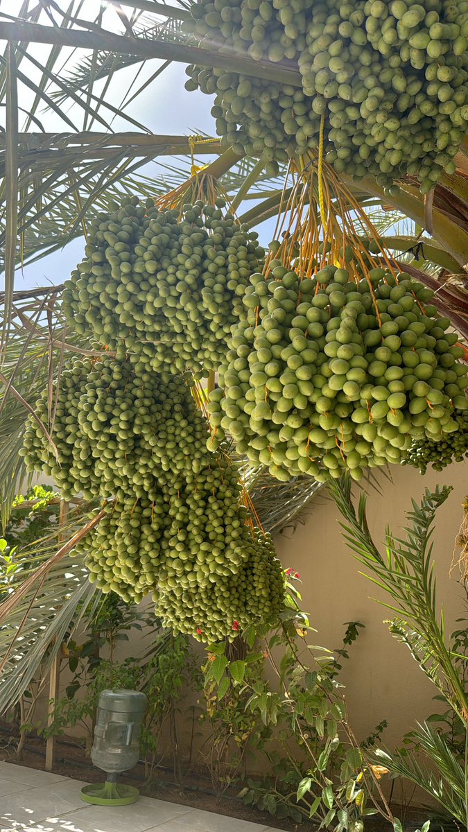 DaymRayeg's tweet photo. 🌴,, https://t.co/vzF0MitAuV