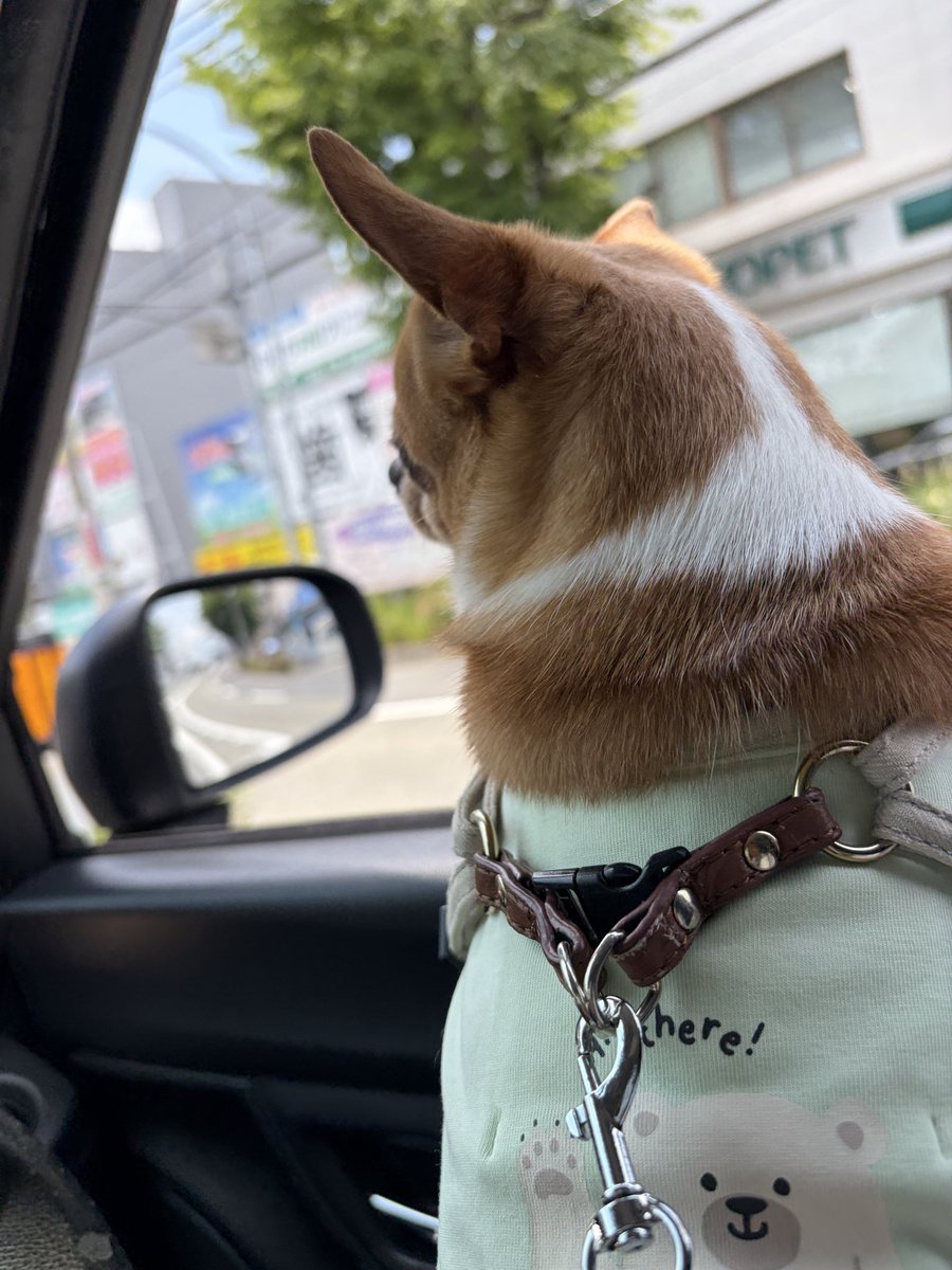 pyonta_Chibita's tweet photo. みなちゃま🐾⋆⭒☀️｡°
旅に🚗 ³₃出ますぅ https://t.co/jIbtwTVahl