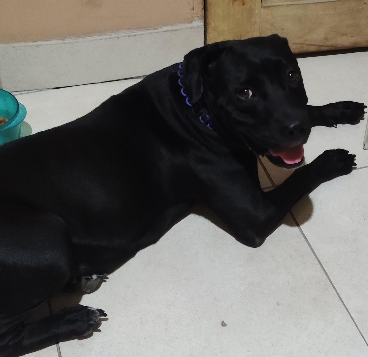 AlertaMePerdi's tweet photo. #ENCONTRADA #GUAYAQUIL
Fecha: 2026-05-27
Sector: Norte, PASCUALES, 1°PEATONAL 11 A NO
Sexo: Hembra
Raza: Pitbull
Observación: Negra con pecho blanco
Contacto: 0989955975
¡Ayúdalo a volver con su familia!
#AlertaMePerdí https://t.co/VUm01SDMUQ