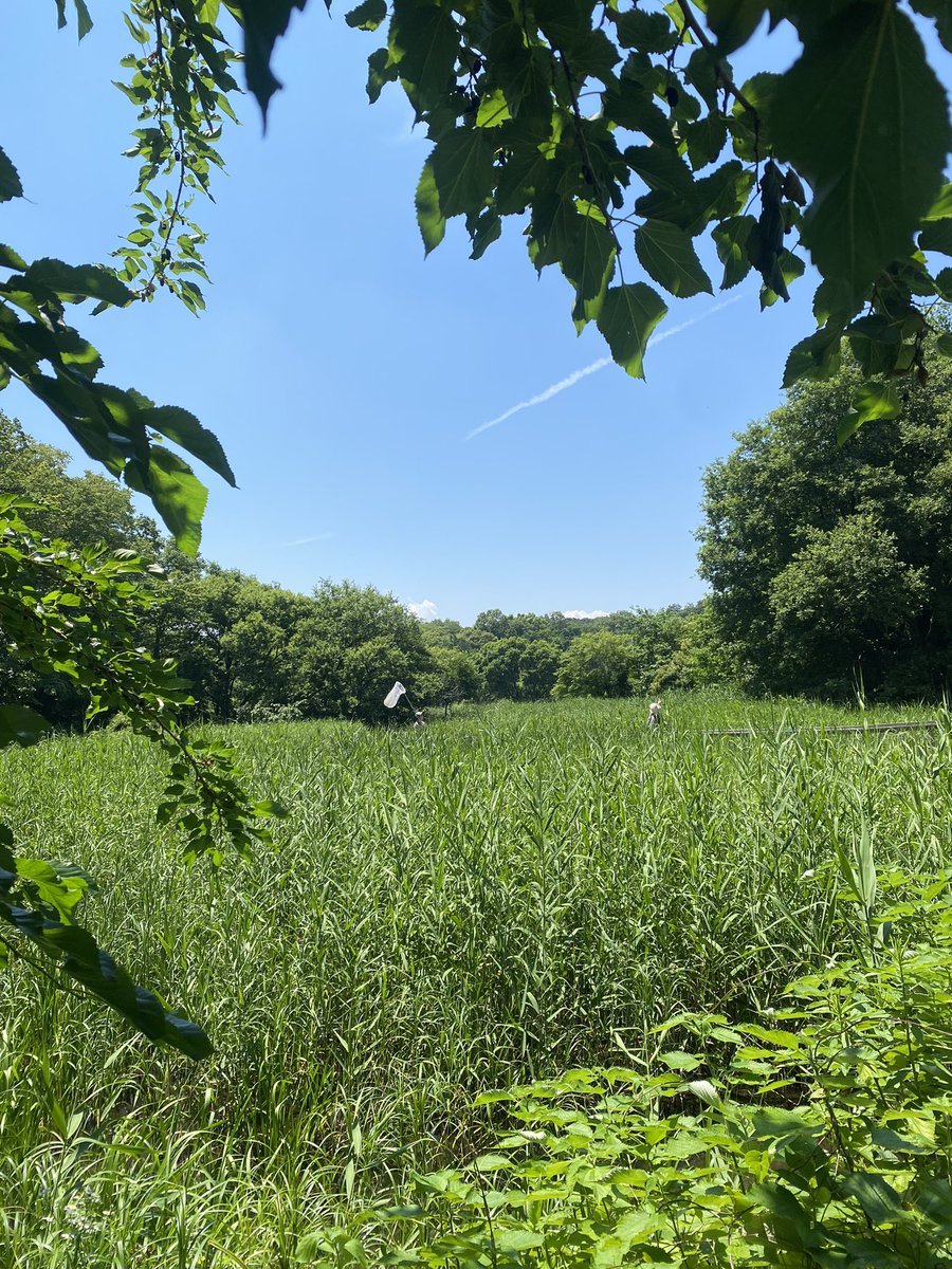JITTATTATTA's tweet photo. #北本自然観察公園 #石戸城 https://t.co/2TsP2QUTrw