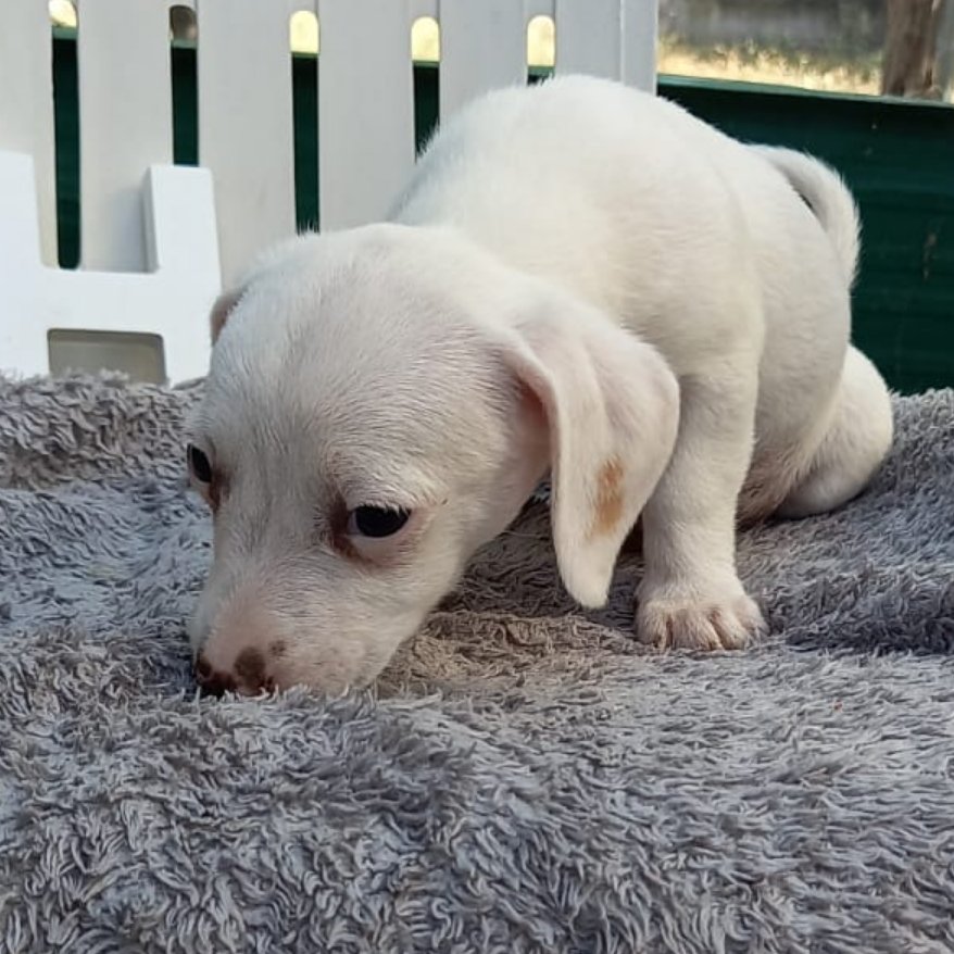 NuevaVidaAdop's tweet photo. #madrid
La mami de MARIE  falleció al ser atropellada por un tractor
Deja 6 criaturas huerfanas 
MARIE cachorrita cruce #chihuahua de 2 meses  NECESITA #adopcion
Se entrega chipada,vacunada,desparasitada y CON compromiso de castracion
 CONTACTO 📩facenuevavida@gmail.com  #adopta https://t.co/kGgiFy9HTF