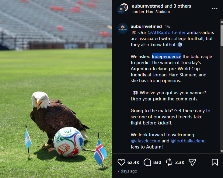 AxeIChat1111's tweet photo. I JUST FOUND THE USA EAGLE MASCOT FOR THE WORLDCUP.

Everyone is talking abt USA at the worldcup rn.

"Independence" - The Bald Eagle, is going viral af rn for predicting the world cup games.

Literally the perfect mascot for USA, a real bald eagle called "Independence" https://t.co/v3CdKYxlAv