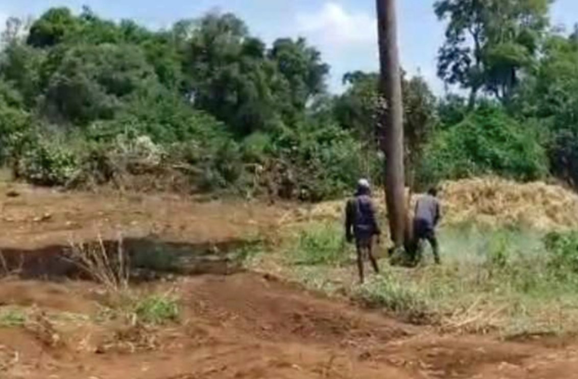 ntvkenya's tweet photo. Impunity? Clearing Imenti Forest kicks off to pave way for State Lodge https://t.co/geSoGjAnsD https://t.co/q6LyZf0JRU