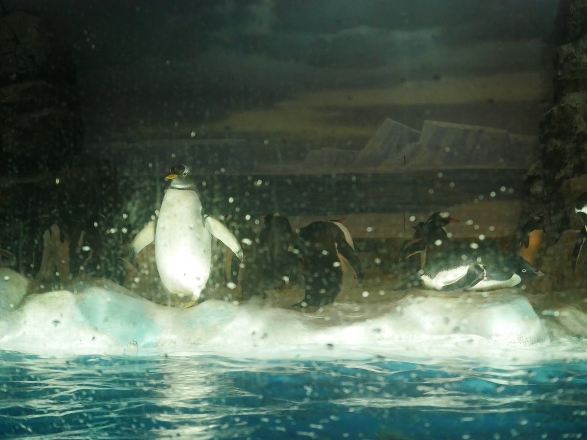 tom_1578's tweet photo. 久しぶりにカメラのデータ見てたら最高だった
名古屋港水族館のここまじで無限に居れるぐらい好き https://t.co/RO9LWgZWng
