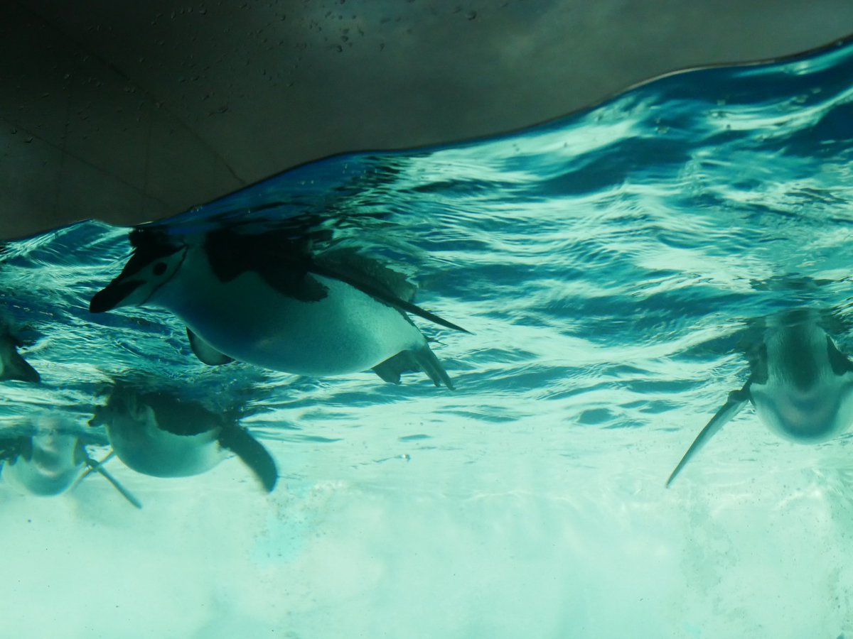 tom_1578's tweet photo. 久しぶりにカメラのデータ見てたら最高だった
名古屋港水族館のここまじで無限に居れるぐらい好き https://t.co/RO9LWgZWng