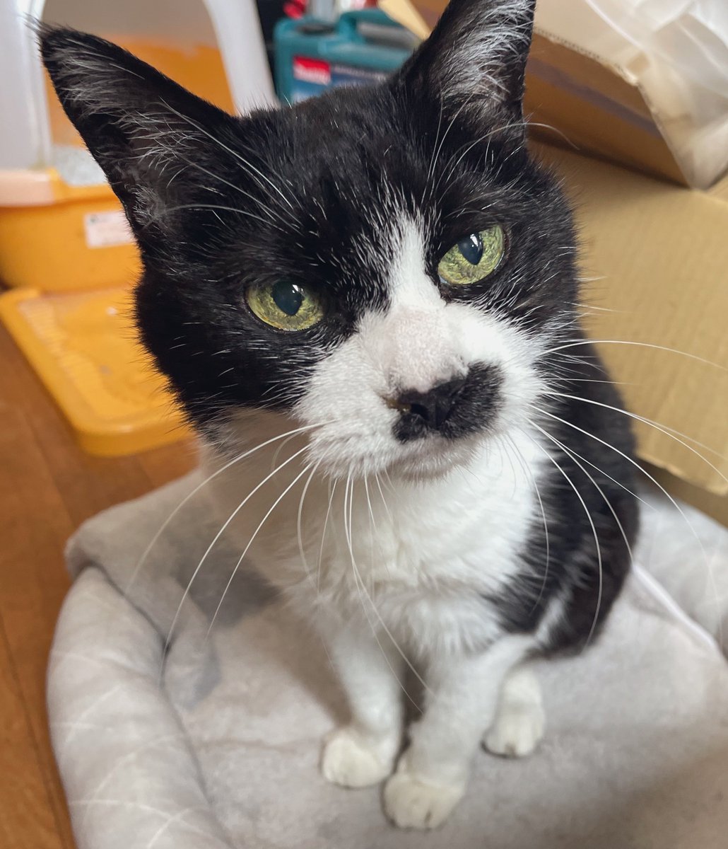 mmmXoXmmm's tweet photo. "功労動物"の4文字にさらなる重みが出てきたな  今年もおめでとう〜㊗️ https://t.co/fn6EtKd4oj