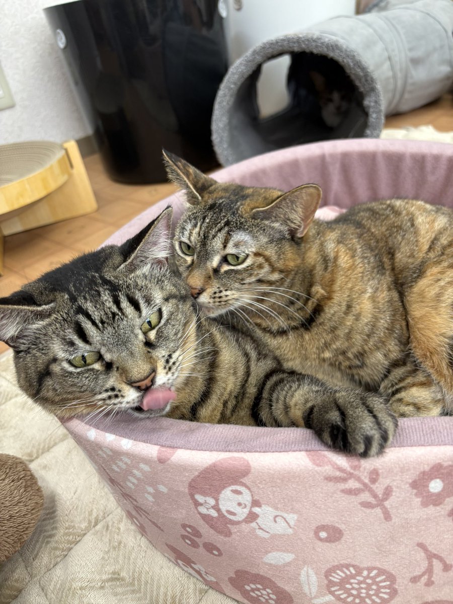 velcat2's tweet photo. いつも仲がいいひめちゃんこてつちゃん💕
二人を見てるとほんわかしますね🍀*゜
#VELCAT #馬車道 #横浜 #猫カフェ #保護猫 #レンタルスペース #ねこすたぐらむ #猫好きさんと繋がりたい #ねこ https://t.co/cA6zu5oVqx