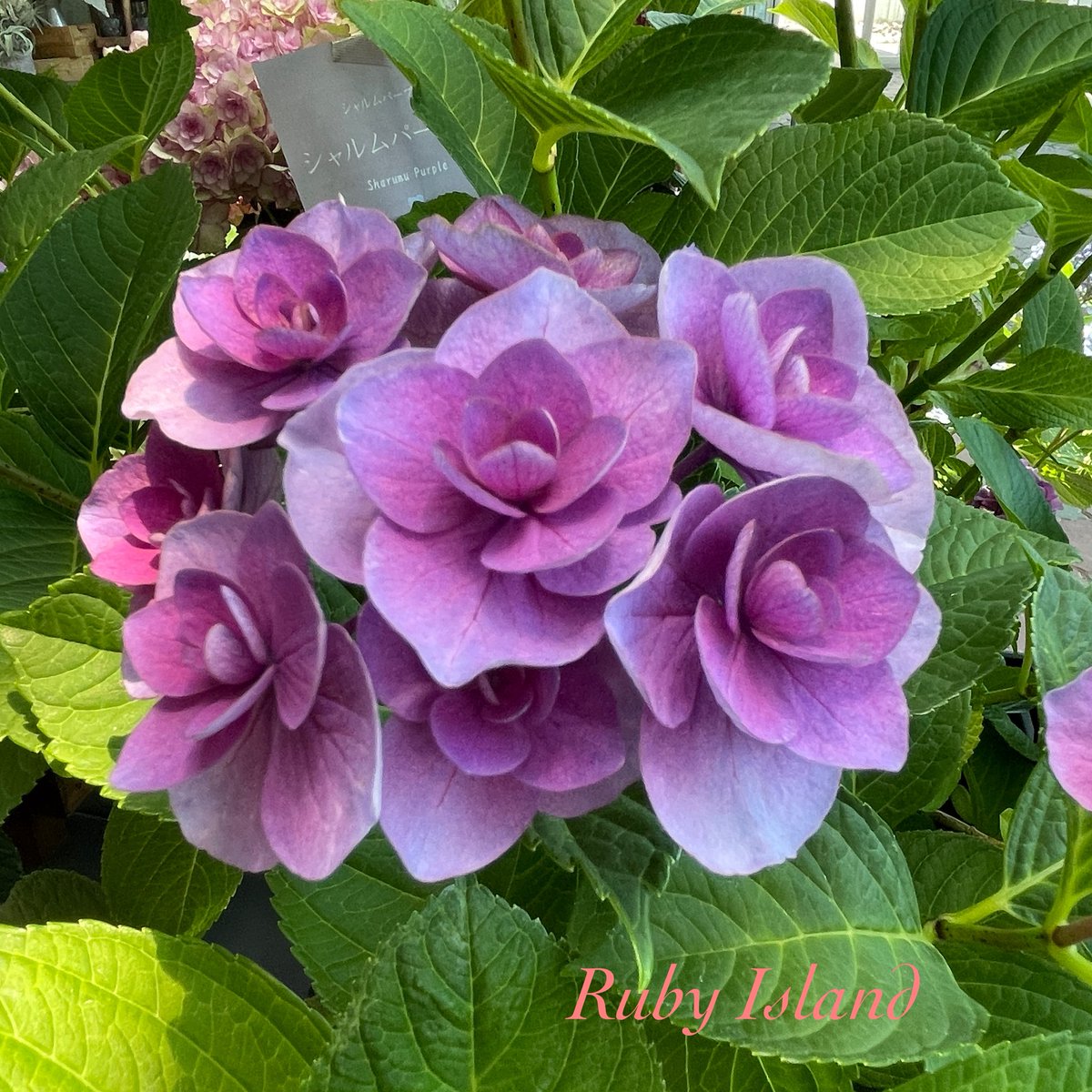 maruru_ruby5's tweet photo. 今週はお天気に恵まれたので
仕事はそこそこにして
外作業(除草)に専念💦
慣れないことしてクタクタです😅
昨日は　「チャンスは今日しかない」と思って　紫陽花を見に行ってきました💐
西洋紫陽花に出会えて満足😊

#紫陽花
#あじさい 
#アジサイ https://t.co/8V1SmkIsYe