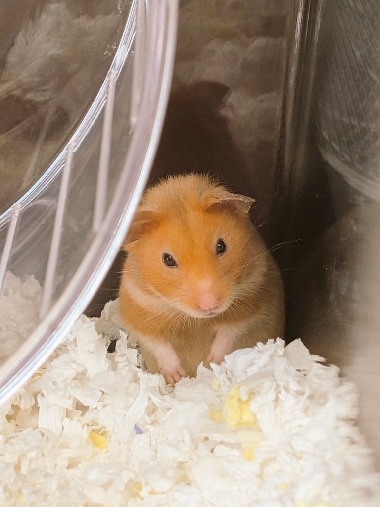 torya1226's tweet photo. 🐹昼まで寝るなら、クーラーをつけなさい
🐹さもなくば寝首を掻く https://t.co/lOqRqWobsG