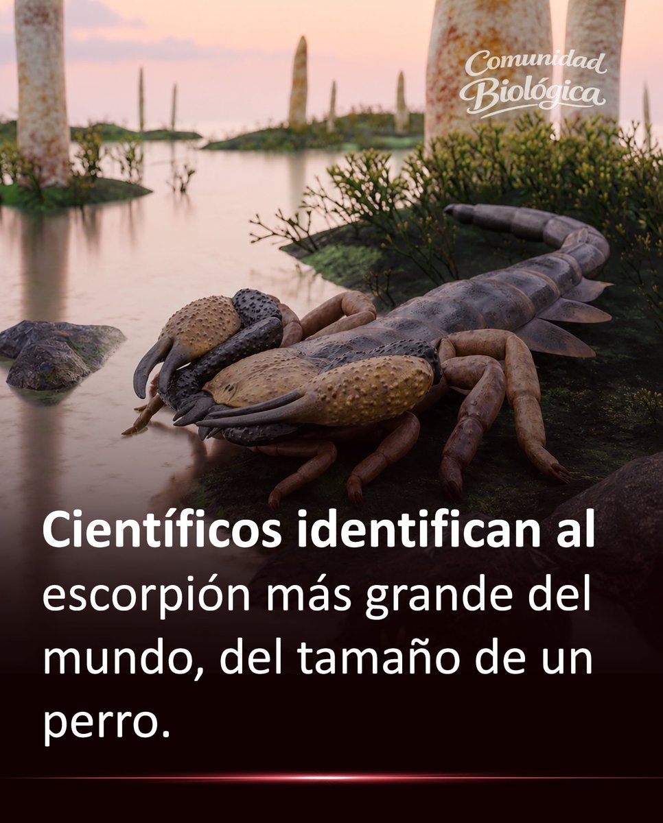 Bio_comunidad's tweet photo. Durante décadas nadie imaginó que este fósil escondía algo tan aterrador. Ahora, científicos revelan que pertenecía a un escorpión gigantesco con el tamaño de un perro.

Mayor info: https://t.co/JHwtSdJ0bh https://t.co/V2J0tY70tY