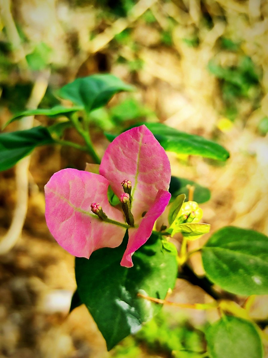 ansinghania2012's tweet photo. #NatureScenery #PhotoOfTheDay https://t.co/7EFoS7lLmW