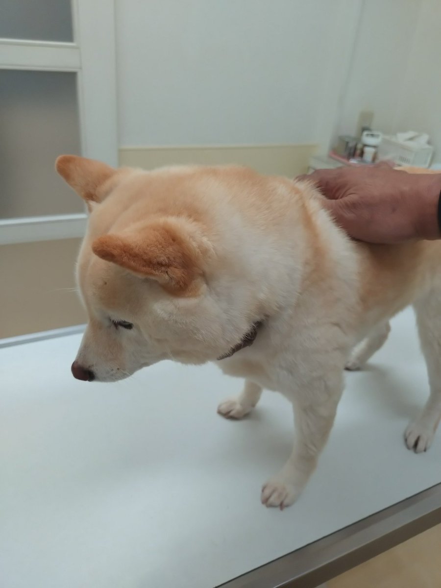 Yuha_c's tweet photo. 今日のMame-Shiba

朝、元気に散歩…この後の注射に気づかず…

動物病院、診察台に乗せられて察したのか、いろいろ諦めてた…

フィラリアの血液検査の注射と、狂犬病の注射、きちんと耐えてた、先生にも褒められて…

#Mame-Shiba https://t.co/sPo8ExoEUM