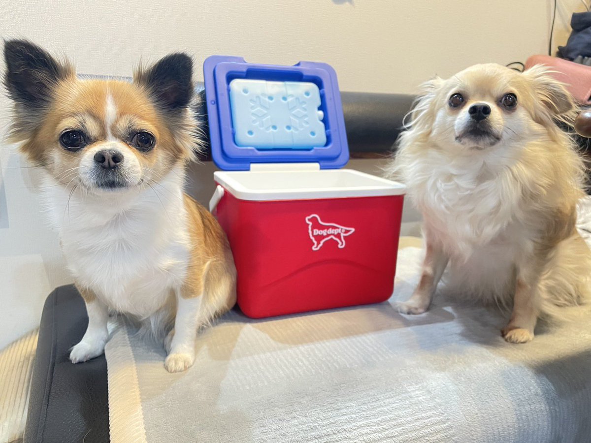 dog deptで 19800円以上買ったらクーラーボックスもらえるって聞いた 