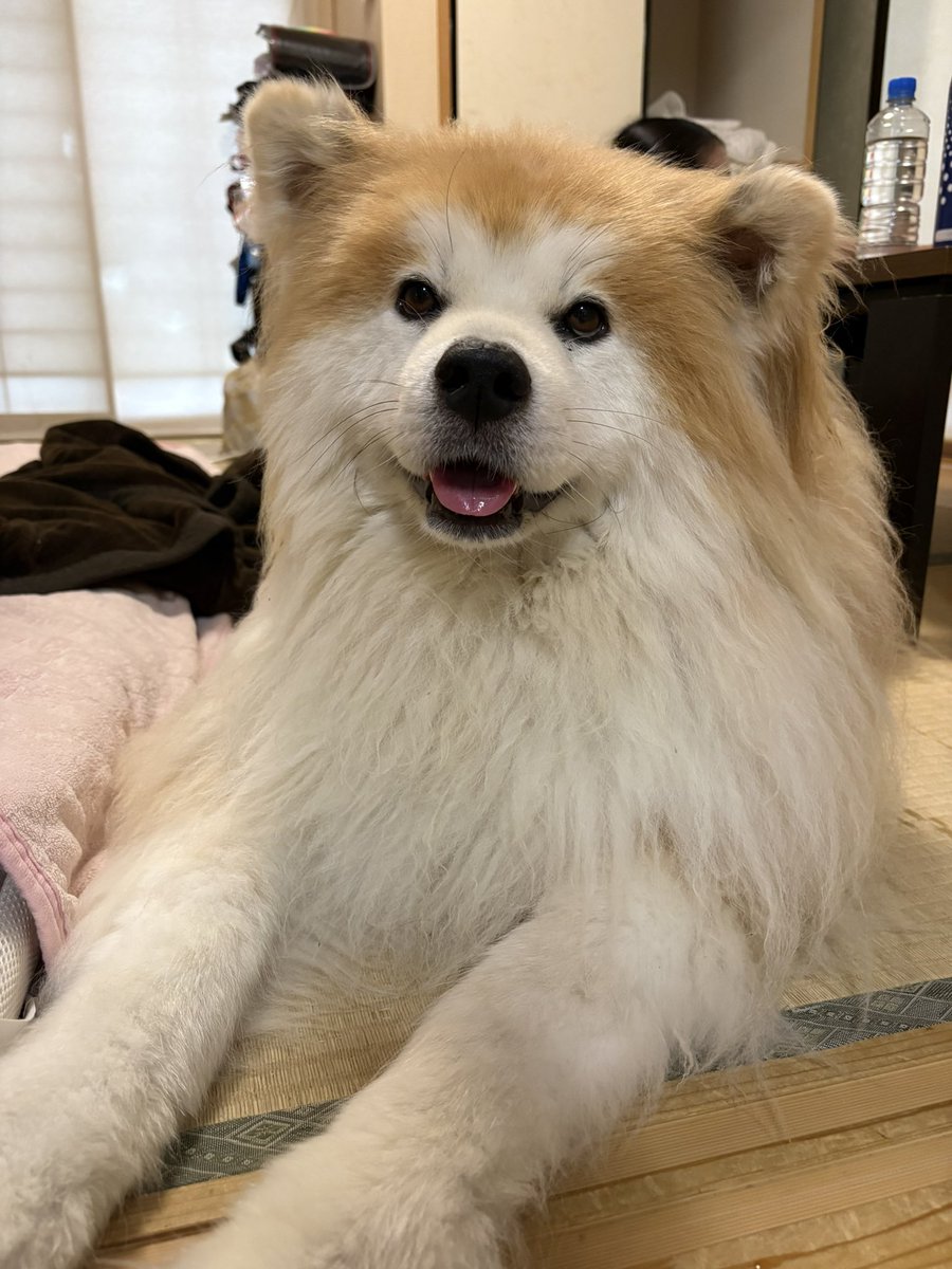 xuHTTwxZFhtlGye's tweet photo. ←びふぉー　　　　　あふたー→
#秋田犬 #むく毛 #長毛 https://t.co/heIHpp2i3S
