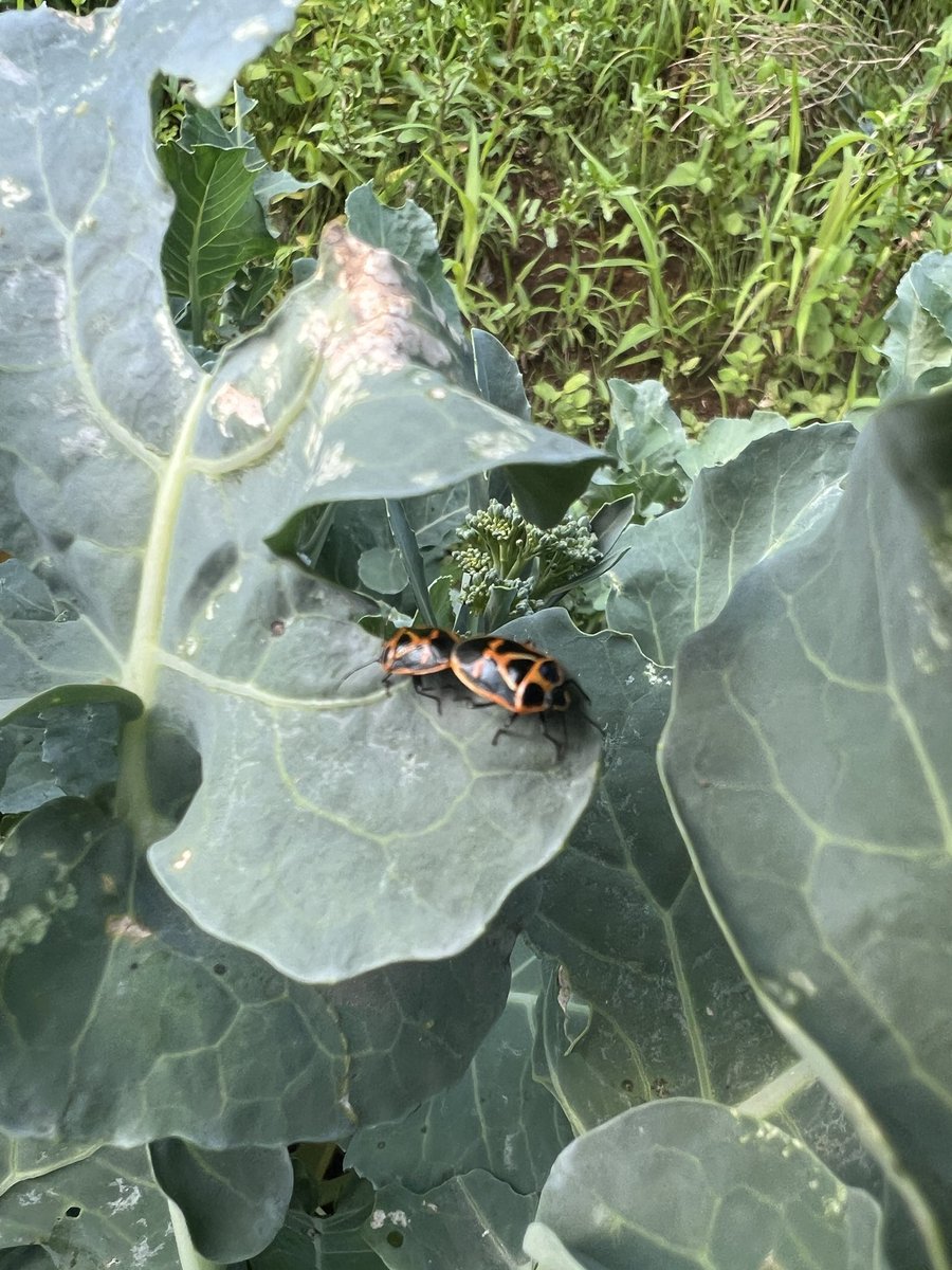 arichang's tweet photo. ナガメが発生中🫠「菜の花に付くカメムシ」でナガメ。ブロッコリーの葉に蕾にめちゃくちゃ集まってるしめちゃくちゃ交尾してる。
ここはラブホじゃないんだよと絶命強度のデコピンで弾き飛ばしていく💥👌慈悲はない https://t.co/K0LUGzHyhE