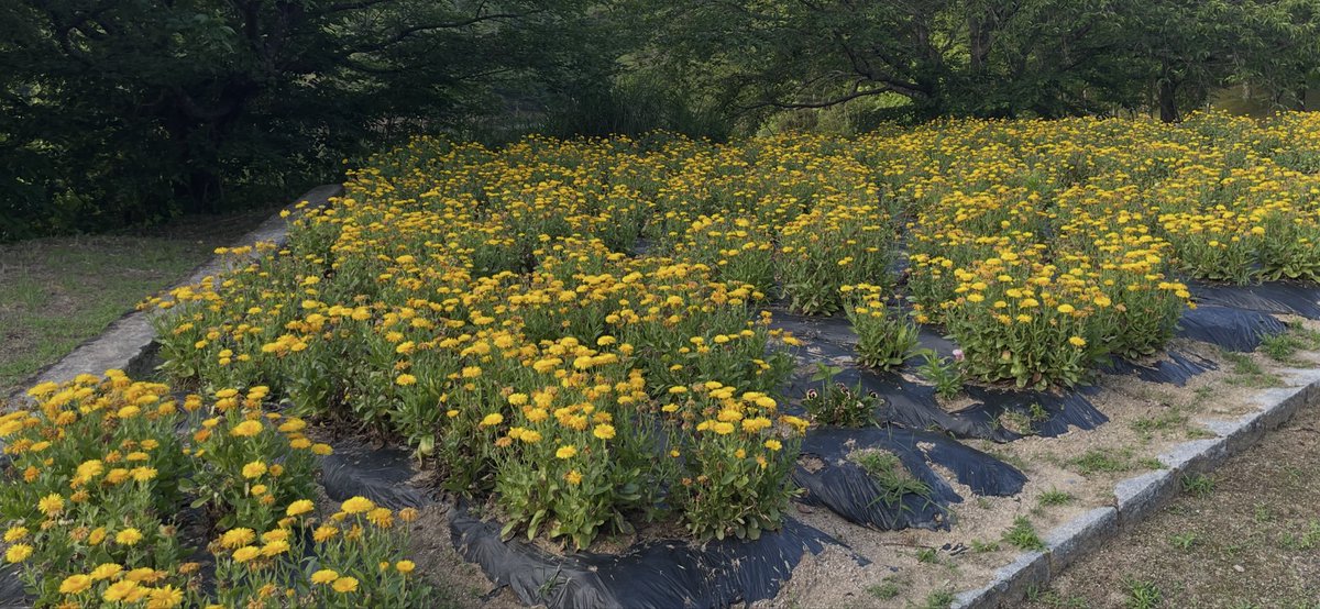 s27a2a7cd8's tweet photo. 親のリハビリ付き添いで公園散歩 https://t.co/h5e9v16WJD