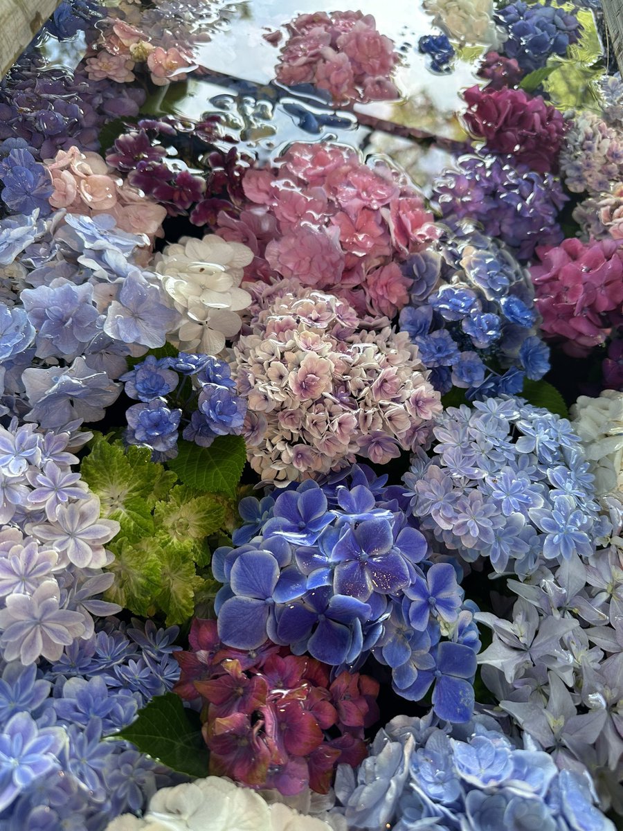oao_us's tweet photo. 紫陽花〜͛💠 https://t.co/OWdIf5uACN