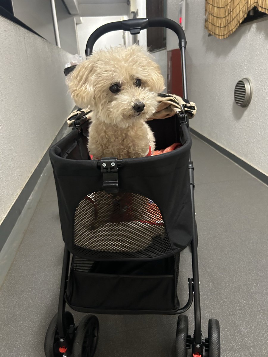 tandy814's tweet photo. バニラ、乳母車？🐶デビューしました😅
僕も乗りたいなり。
バニラは心臓悪いから 余りお散歩出来ないから。ツンは歩きなされ‼️
By僕の名前はツン。乗りたいのだ。 https://t.co/af0XVT3ud3
