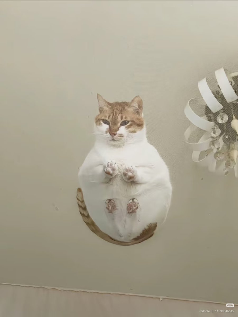 nocontextscats's tweet photo. Floating loaf https://t.co/vtqDQlauSh