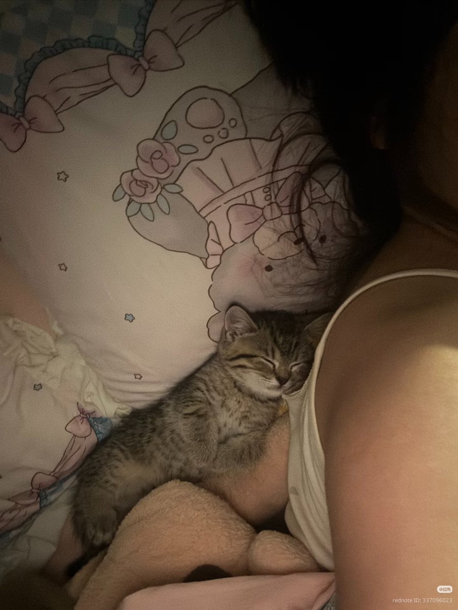 nocontextscats's tweet photo. 😴 https://t.co/wkXtxcKHjB