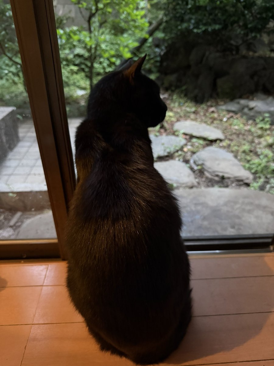 kaerujun's tweet photo. チビ太郎🐈‍⬛が縁側でこちらを見上げながら「ん〜〜、ニャ？」と語尾を上げ気味に鳴くので「しょーだねぇ❤️」と、つい返事をすると高確率でシュッと猫パンチが飛んできて流血します（笑）。毎日ウチでバリバリ研いでいるので鋭いんですよねツメが。

それにしても何と答えるのが正解なのだろう… https://t.co/a1d6hWA3li