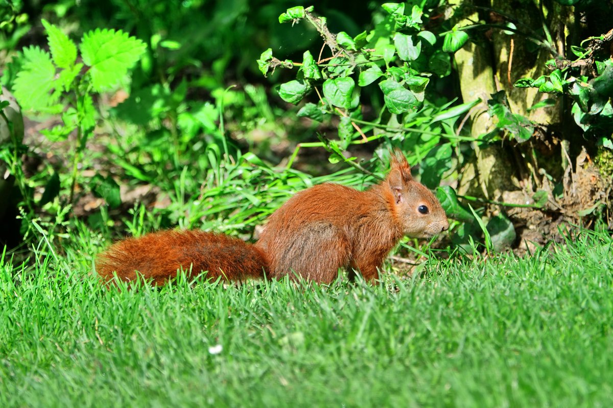 Wattschnecke's tweet photo. Junges Eichhörnchen auf Futtersuche.
Wünsche ein schönes Wochenende. 
#eichhörnchen #eichhörnchenjunges #natur https://t.co/6L9lv5vuOC