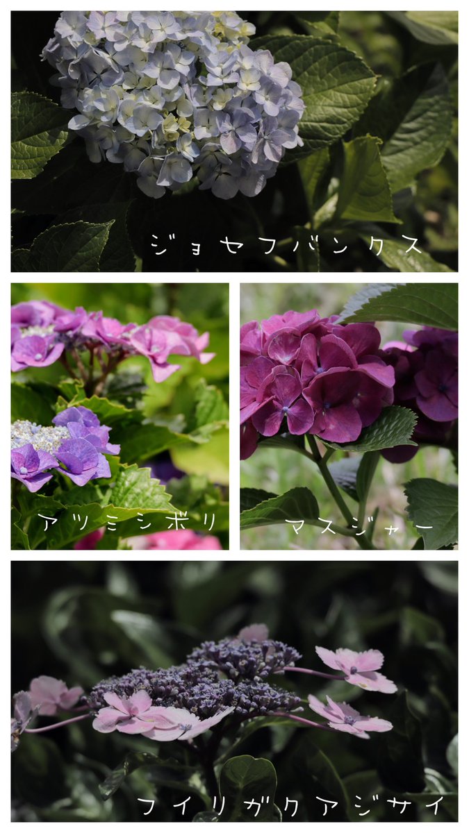 takehide8's tweet photo. こんにちは〜
#2026あじさい
#紫陽花
#三宝水再生センター
#堺市 https://t.co/gr6BxFbkvu
