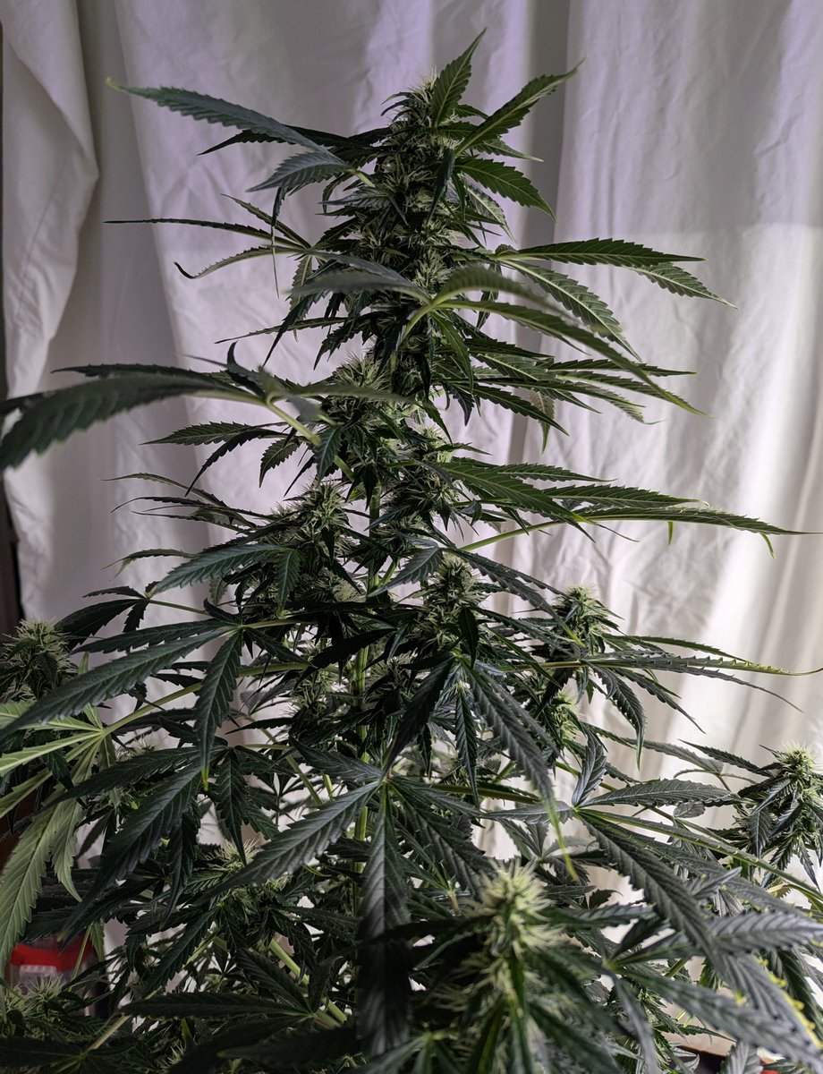 GeoffreyGo94064's tweet photo. Trainwreck Auto (RQS)
Plant 3, the least developed but the tallest of the 3.
Grok gives it a score of 92/100 🔥
Again, it needs nothing done to it, just a very light trim https://t.co/trLcB6Pw3M