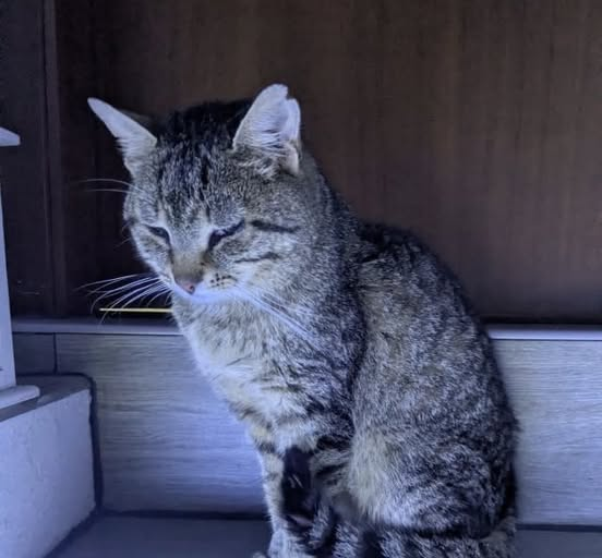 yolandaschultes's tweet photo. Kopie
FK Aalen-Wasseralfingen
Dieser hungrige nicht kastrierte Kater ist momentan in Wasseralfingen um um die Talschule unterwegs und versucht ins Haus zu kommen. Wo fehlt er?
Hinweise bitte an das Tierheim Dreherhof
+49 7366 5886
info@dreherhof.de https://t.co/R7vg47GlpU