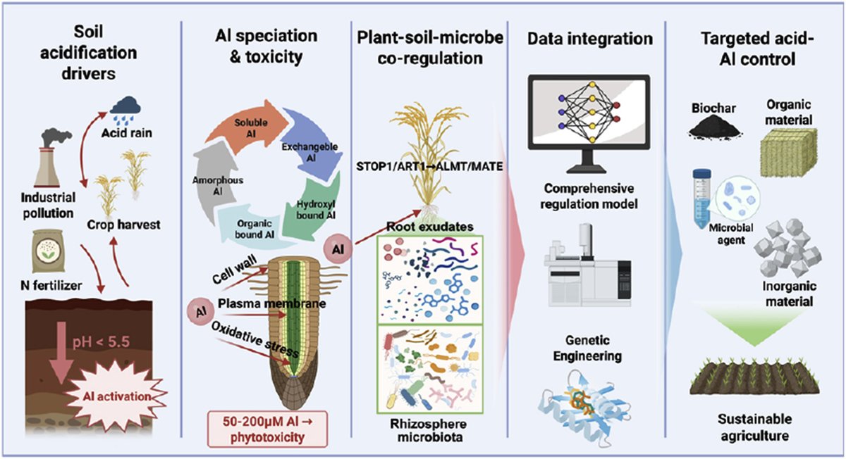 soileh2023's tweet photo. Editor's Choice: From root exudates to lime amendments: mechanistic insights and effective remediation of aluminum toxicity in acidic soils @soileh2023 #Altoxicity #PTEs
https://t.co/p1UgdnT6KR https://t.co/xVXxQ2gScV