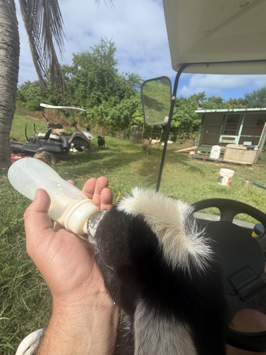 The_Ragnar05's tweet photo. Goat daddy maxxing https://t.co/Dia5pdKRhn