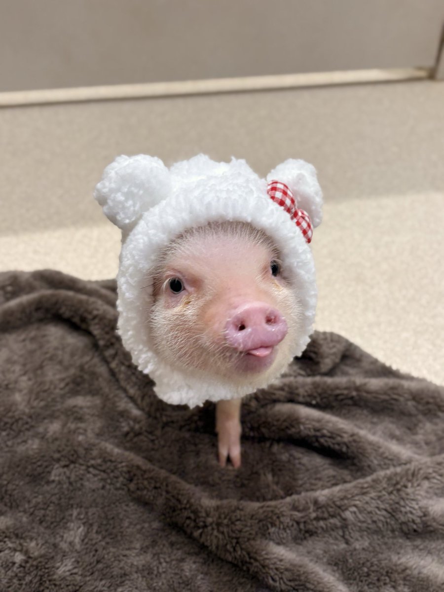 pignic_cafe's tweet photo. とってもカワイイコスプレpig
#cosplay  #pignic https://t.co/eljr8k2eDT