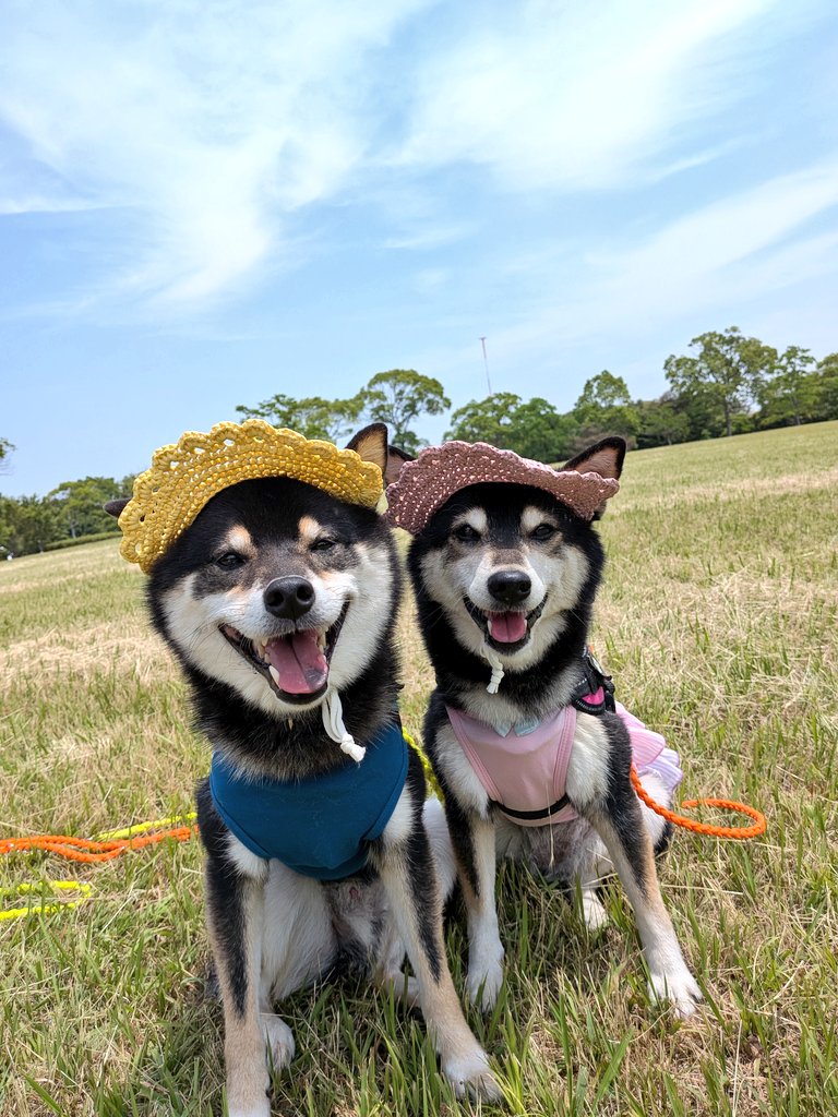 runareom's tweet photo. わんだらけ、行ってきました🚗³₃
暑くなる前に朝イチから回って10時半頃にはお買い物終了‼️

隣の芝生で📸
公園って芝生はたいてい🐶禁止だから撮影📸いい笑顔😊❤️

 #黒柴  #柴犬 https://t.co/BcCphEIonA