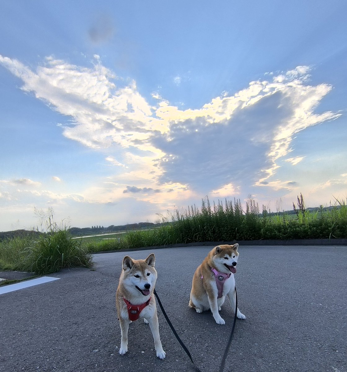 chibiko20190705's tweet photo. 夕散歩
晴れ☀️
風があったので涼しかったです😆
ちび子　ニコニコ😊
まる子　ニコニコ😊
#柴犬　#犬との生活　#犬のいる生活 https://t.co/7GdQh4x75t