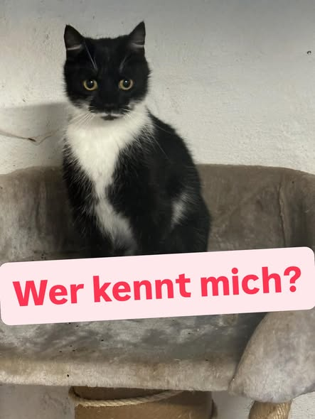 yolandaschultes's tweet photo. 18239. Satow
Kater ausgesetzt
Kopie Katzenhilfe Hohenfelde
Ausgesetzter Kater
Dieser Kater wurde heute in Satow ausgesetzt. Er ist wahnsinnig lieb, kastriert und war auch beim Tierarzt ganz vorbildlich. Daher fragen wir uns - hat vielleicht jemand Fremdes den Kater ausgesetzt und nicht der Besitzer. Wird er vielleicht vermisst?
Bitte ganz fleißig teilen
Katzenhilfe Hohenfelde
Schwaaner Chaussee , Hohenfelde, Germany, 18209