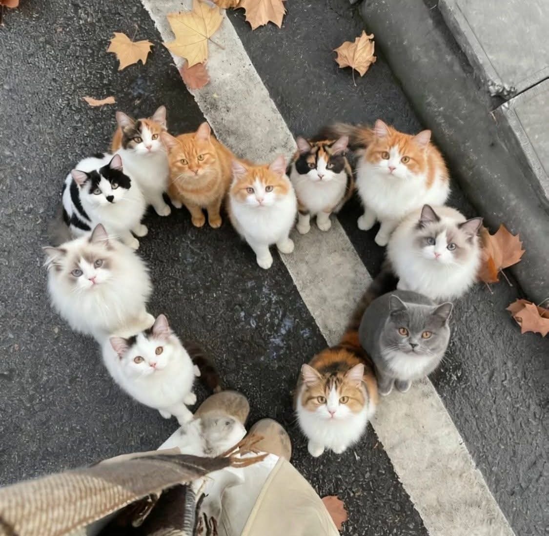 Cat Lovers 🐈 tweet media
