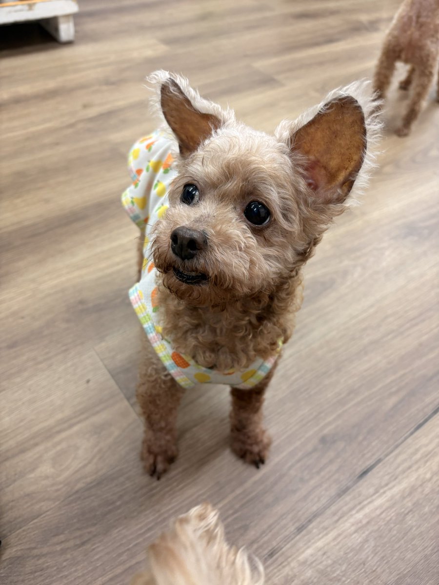 Hogooooo69's tweet photo. 🐶ガゼール
#トイプードル 女の子 2020.3.12生まれ(6才)

いつもちょっぴり歯🦷が見えていて
キュート🩷すぎるガゼールちゃん🥹💕✨

誰よりもお膝っこで甘えたさんな
🐇みたいな女の子👧🥹✨

何もかもが可愛いくて尊い存在🥹
そんなガゼちゃんに素敵なご縁がありますように🍀✨
#里親募集中 https://t.co/9BtjNSF0ih