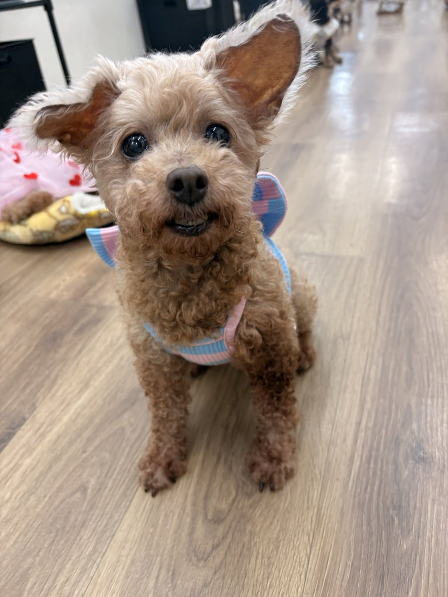 Hogooooo69's tweet photo. 🐶ガゼール
#トイプードル 女の子 2020.3.12生まれ(6才)

いつもちょっぴり歯🦷が見えていて
キュート🩷すぎるガゼールちゃん🥹💕✨

誰よりもお膝っこで甘えたさんな
🐇みたいな女の子👧🥹✨

何もかもが可愛いくて尊い存在🥹
そんなガゼちゃんに素敵なご縁がありますように🍀✨
#里親募集中 https://t.co/9BtjNSF0ih