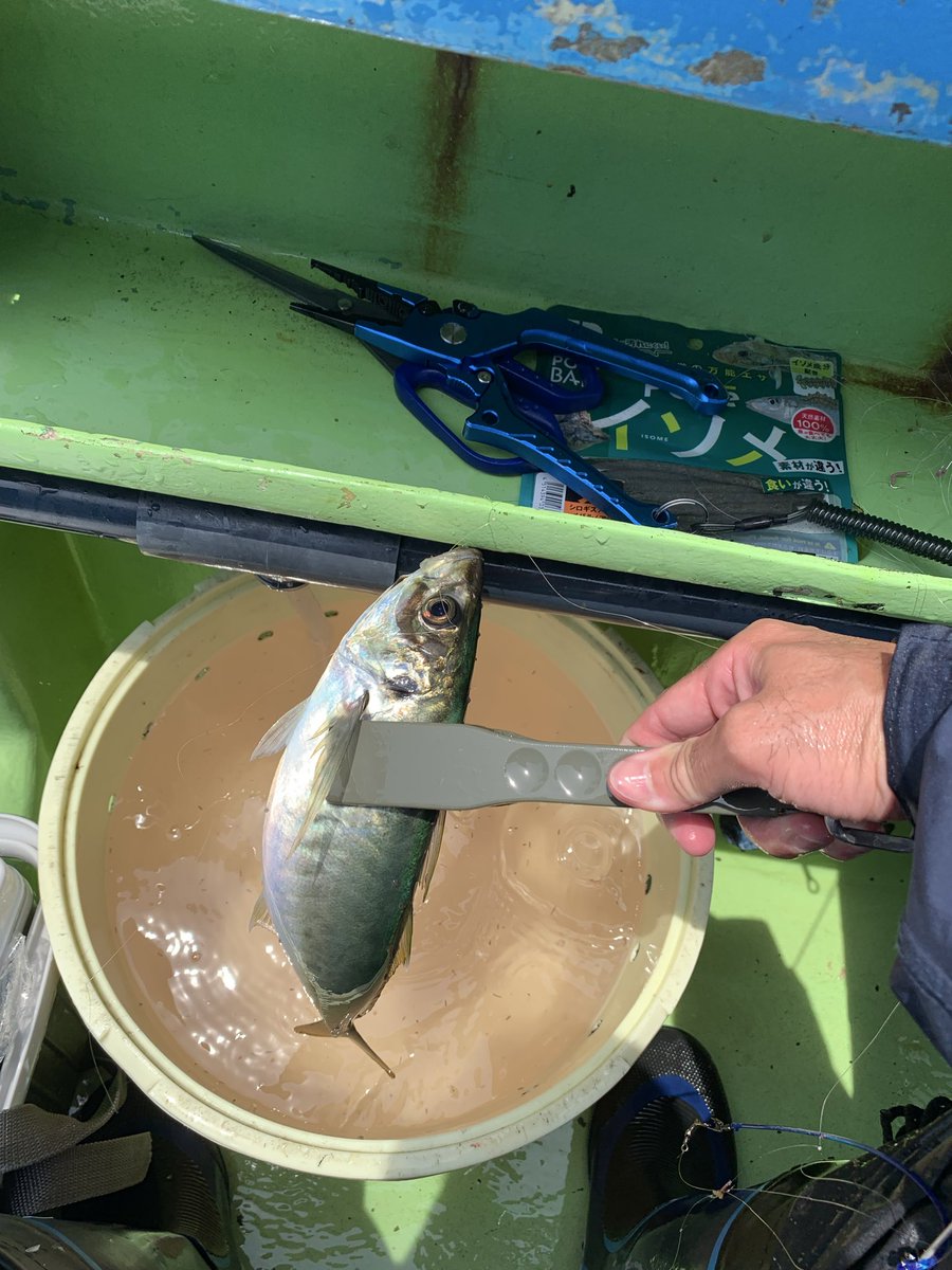 TKyaman's tweet photo. 今日は久しぶりに船釣りに行ってきました♪
東京湾でイサキ釣りです。

イサキ8匹、アジ1匹(小さいので逃したコハダ1匹)
と釣果はささやかでしたが、めちゃくちゃ楽しかったです😄

結構長時間船に乗っていたので、まだ揺れてる感じがします😅 https://t.co/CH7yYtV7CX
